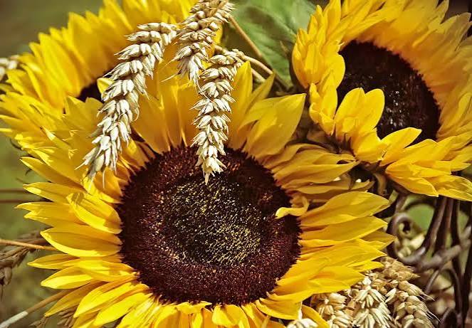 Смажене насіння соняшнику: повний гід із користю та секретами